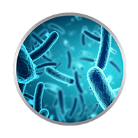 Bacterias Bacterias