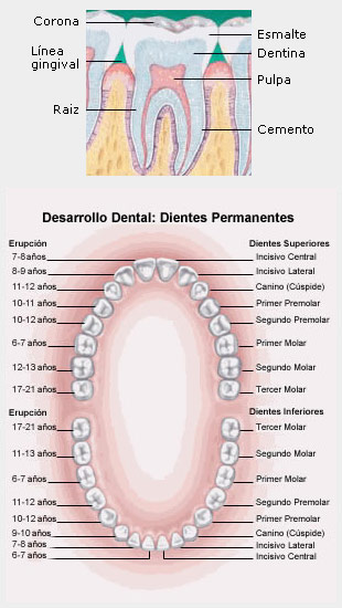 anatomia de los dientes