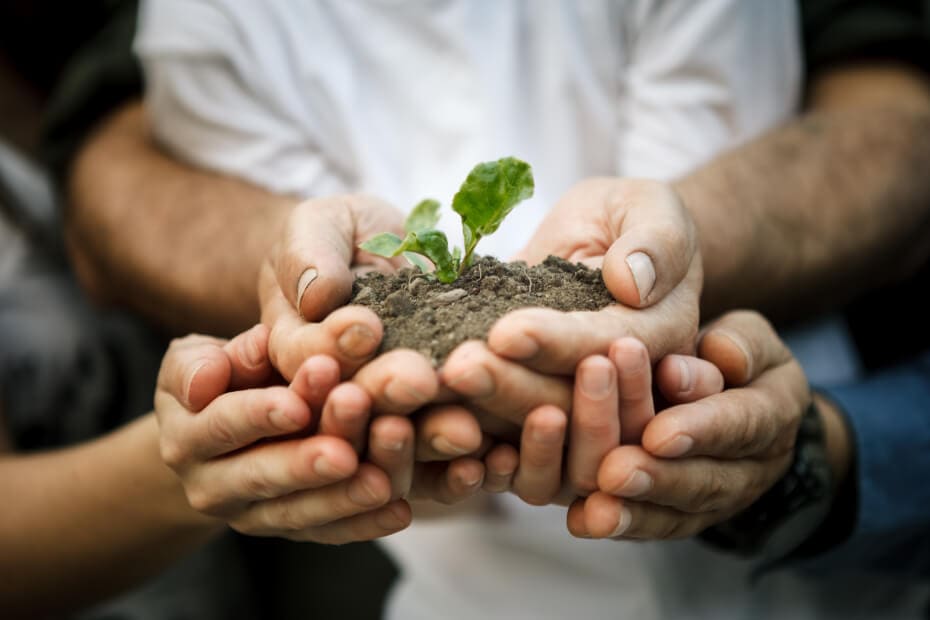 manos de familia de agricultores sujetando una planta joven